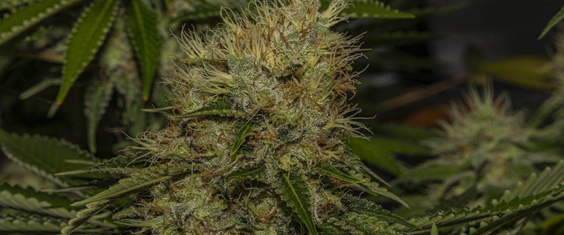 Will sour diesel get you high?