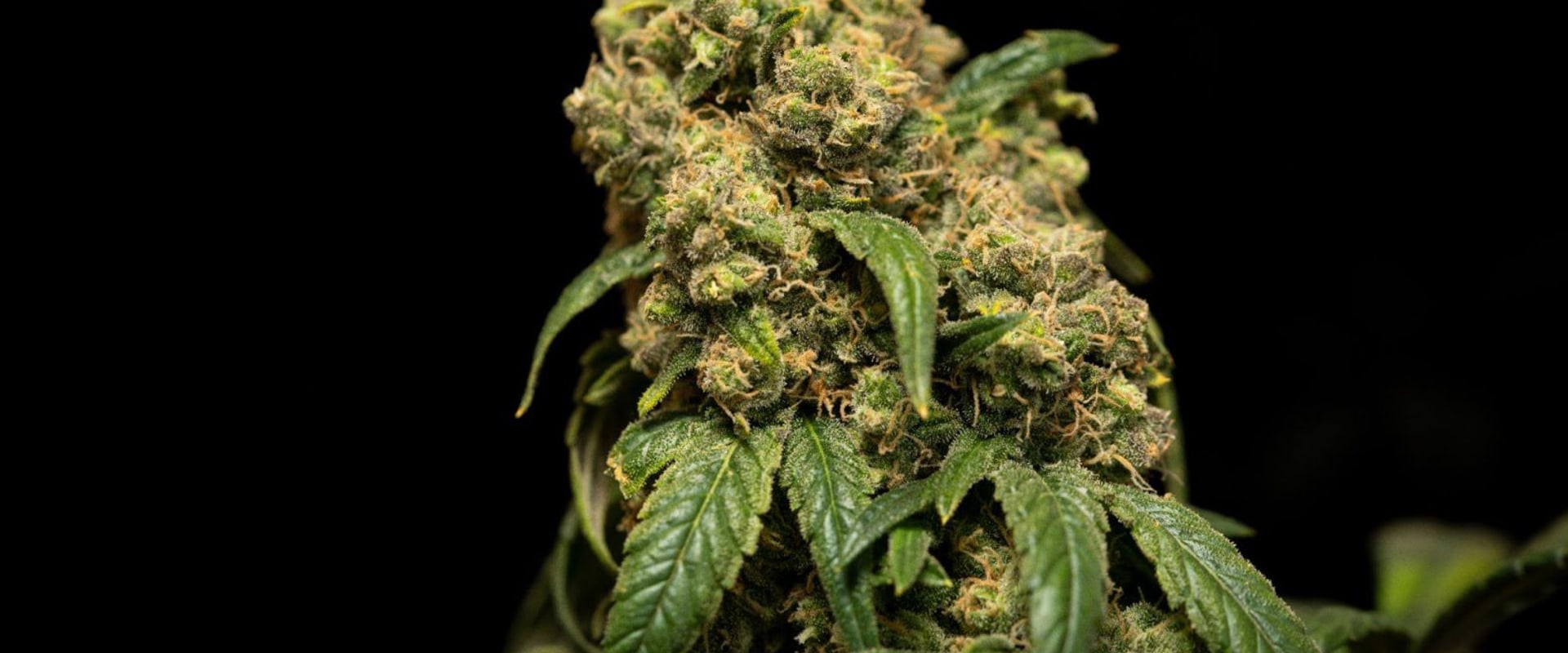 Does sour diesel give body high?