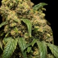 Is sour diesel energizing?