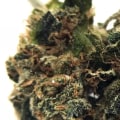 What percent sativa is sour diesel?