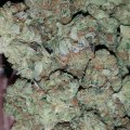 What are the effects of sour diesel sativa?